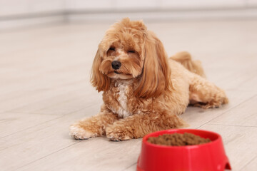 Feeding bowl with dry pet food and cute dog on floor at home
