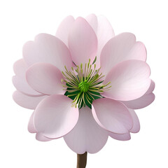 pink dahlia flower isolated