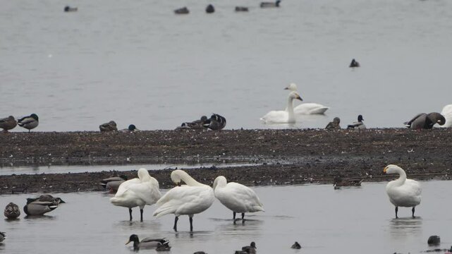 白鳥と鴨の水辺