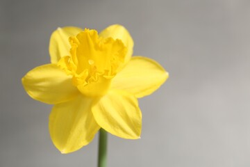 Fototapeta premium Yellow narcissus flower on grey background, closeup. Space for text