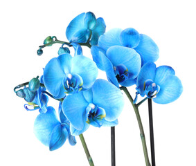 Beautiful blue orchid flower isolated on white