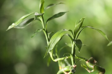 Green bamboo stems with leaves on blurred background, closeup