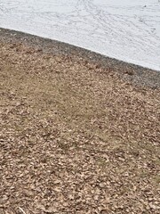 In serene outdoor setting, a beautiful and contrasting view features both snow and fallen colorful leaves. Exploring the Transitioning Landscapes Autumn Leaves Falling and Snow Blanketing the Ground