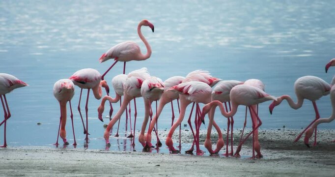 Group of pink flamingos eating on the lake shore. Beautiful scenery of wildlife and bird life. High quality 4k footage