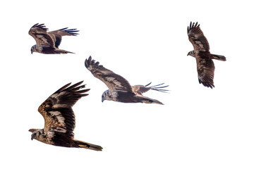 飛翔するチュウヒの切り抜き画像