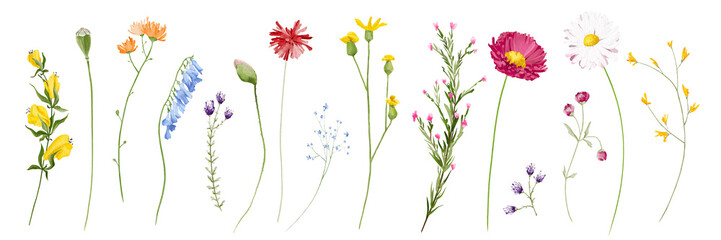 Watercolor floral clipart set. Blue, pink, violet and yellow wild chamomile, daisy flowers, branches, leaves and twigs. Meadow plants isolated collection.
