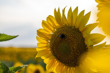 Bumblebee pollinating sunflower in cultivated field under cloudy sky