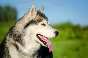 Close-up of husky with tongue out, basking in sunlight. Lush green field and blue sky create vibrant backdrop, highlighting dogs joyful expression. Profile view captures serenity