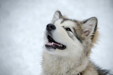 Close-up of fluffy husky with grey and white fur in snowfall. Background shows snow-covered ground, creating serene winter scene. Dogs joyful expression suggests playfulness and delight