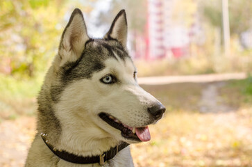 Close-up of husky with striking blue eyes in park. Soft sunlight highlights fluffy coat. Background shows blurred autumn foliage, creating warm, inviting scene
