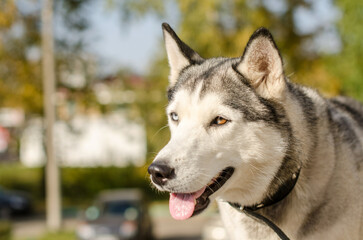 Close-up of siberian husky with striking heterochromia. Sunlight illuminates its face, highlighting blue and brown eyes. Blurred greenery creates serene backdrop
