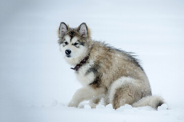 Young alaskan malamute stands playfully on white snow. Soft fur complemented by snowflakes and overcast lighting. Perfect portrayal of winter joy and freedom