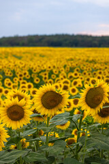 Obraz premium Sunflowers blooming in agricultural field under cloudy sky