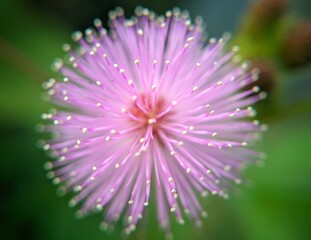 Obraz premium pink flower with dew