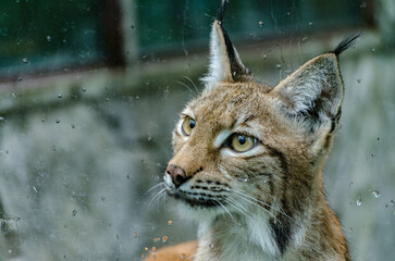 European lynx peers through wet glass in zoo environment. Soft natural light highlights tawny fur, alert ears. Distant background suggests enclosure, dreary day