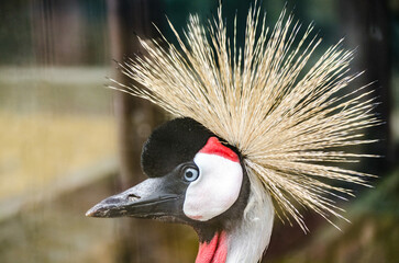 Fototapeta premium Close-up of crowned crane displaying striking golden plumage. Crisp focus highlights intricate feather details. Background features soft, natural tones, enhancing cranes elegant appearance
