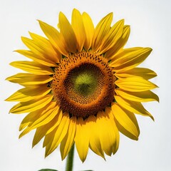 Fototapeta premium Bright Yellow Sunflower Gracefully Isolated on a White Background