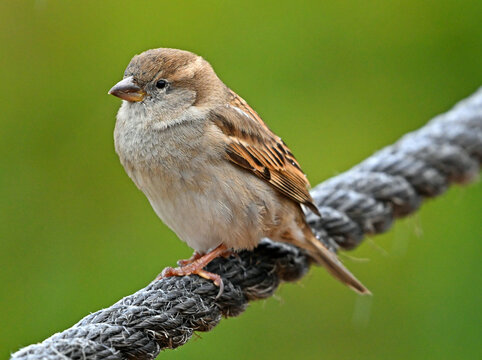un gorrion en un parque en libertad