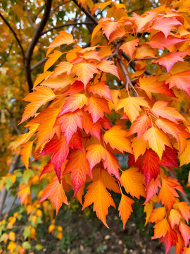 Colorful Cladodes: Leaves of different shades and shapes gracefully drape the branches of a tree, showcasing nature's palette.