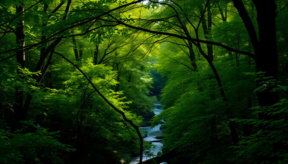 A realistic ravine filled with thriving green trees, enhanced by advanced technology to highlight the vibrant leaves and deep shade of a woodland sanctuary.
