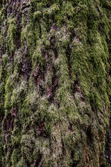 Background. Close-up view of moss over pine tree trunk