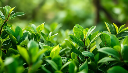 A young sprout growing from the ground, symbolizing new life, ecologically clean environment. The concept of caring for the environment, renewable resources. Generated by AI