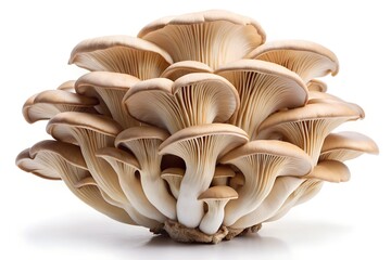 mushrooms isolated on white background