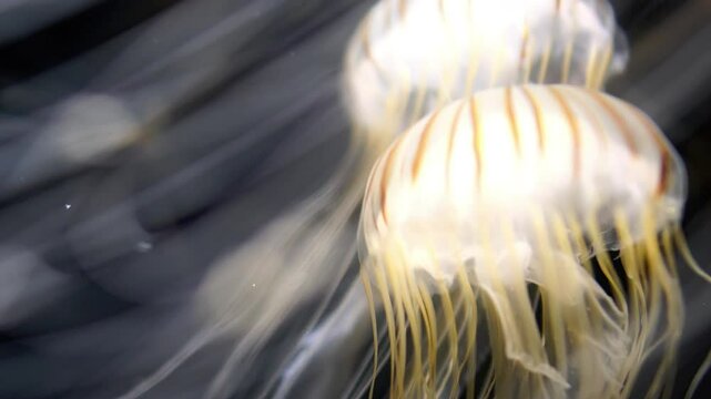Jellyfish Japanese Sea Nettle Floating Extreme Closeup of Chrysaora Pacifica