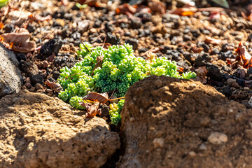 Sedum dasyphyllum pertenece a la familia Crassulaceae.