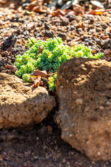 Sedum dasyphyllum pertenece a la familia Crassulaceae.