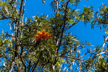 Grevillea robusta pertenece a la familia Proteaceae.