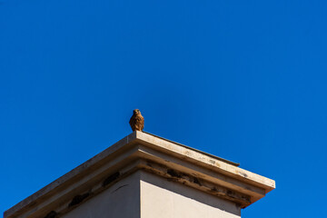 Falco tinnunculus pertenece a la familia Falconidae.