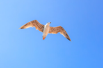 A seagull is flying in the sky above a blue sky