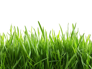 Fototapeta premium Lush Green Grass Blades on Transparent Background
