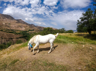 Obraz premium white horse in the mountains