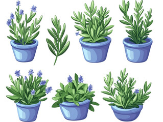 Fototapeta premium Set of Lavender and Rosemary Herbs in Light Blue Pots on Transparent Background, PNG