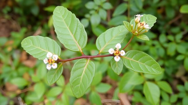 Rauwolfia Serpentina. Family: Apocyanaceae. A small undershrub found in the forests of the Western Ghats in India.