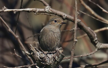 Common redstart on branch, Phoenicurus phoenicurus, birds of Montenegro