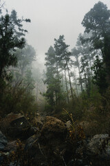 misty morning in the forest