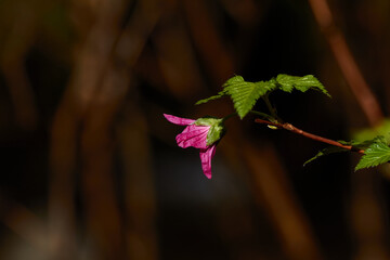 Springtime Salmonberry Flower Blooms Beautifully