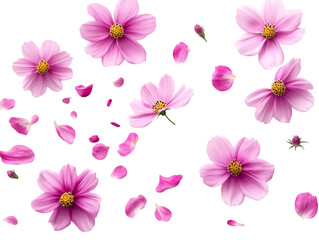 Pink Cosmos Flowers With Falling Petals On Transparent Background, PNG