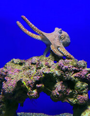 The big blue octopus or day octopus (lat.- Octopus cyanea) © irairopa
