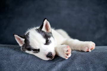 Fototapeta premium A small white Siberian Husky puppy sleeping on a soft warm sofa. Adorable pet photography