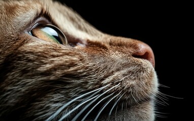 Close-up profile of a ginger cat's face against a black background, highlighting its eye, whiskers, and fur texture.