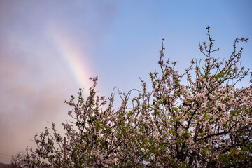 tree in the sky