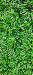 Hakonechloa Macra Or Japanese Forest Grass Green. Texture ornamental plant in the garden