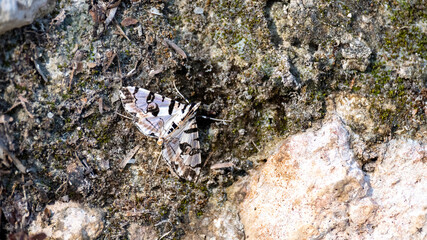 A black and white moth on the rock. 