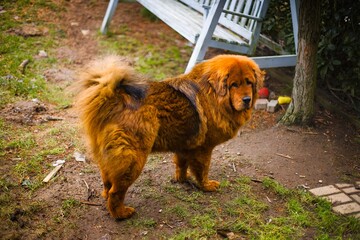 Fototapeta premium Tibetan Mastiff in a rich red coat guards its home, standing on a winter lawn sprinkled with fresh white snow.