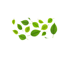 Obraz premium Flying green leaves on transparent background. Fresh spring foliage. Environment and ecology backdrop
