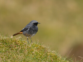 Obraz premium Black redstart, Phoenicurus ochruros